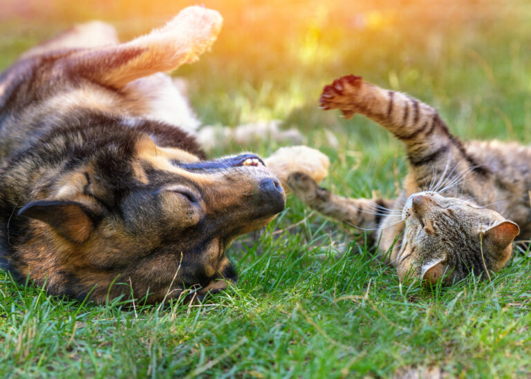 Dog and cat best friends playing together outdoors. Lying on the back together