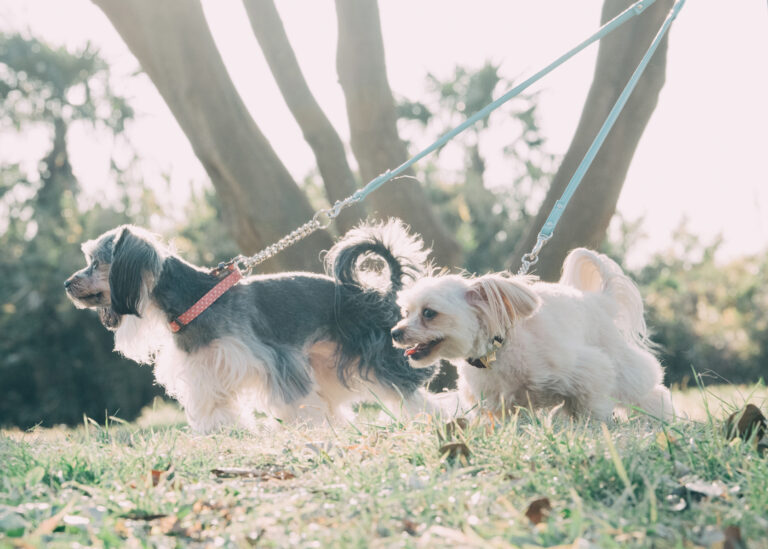 Dog and cat best friends playing together outdoors. Lying on the back together