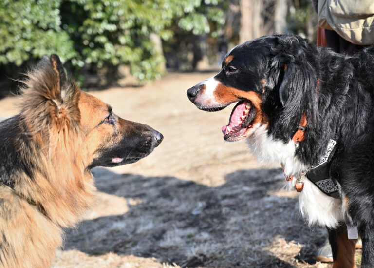 Dog and cat best friends playing together outdoors. Lying on the back together